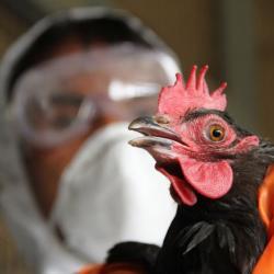 Татарстану угрожает птичий грипп, чума свиней и нодулярный дерматит