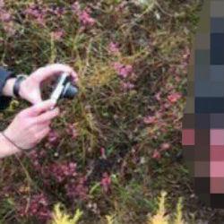 В Татарстане пользователи сетей шокированы снимками разорванного кабаном грибника (ФОТО)