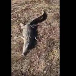 В Татарстане сняли на ВИДЕО мертвого крокодила