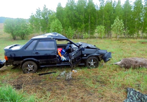 На границе с Татарстаном в столкновении с лосем погибли люди (ФОТО)
