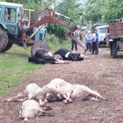 В Зеленодольском районе молния убила четыре коровы и восемь овец (ВИДЕО)