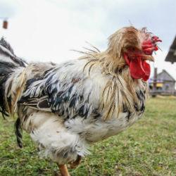 В Татарстане уничтожили несколько сотен кур, заразившихся птичьим гриппом