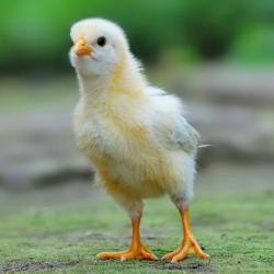 Татарстанцы из-за вспышки птичьего гриппа обеспокоены безопасностью яиц и куриного мяса на прилавках (ВИДЕО)