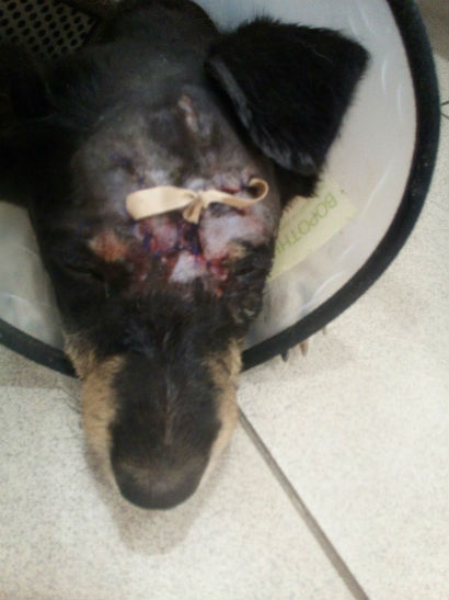Дети в Татарстане камнем разбили голову щенку (ФОТО)