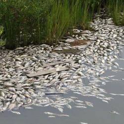 Вода из канализации стала причиной массовой гибели рыбы в реке в Елабужском районе РТ