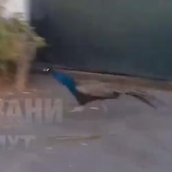 В сети показали побег павлинов из казанского зооботсада (ВИДЕО)